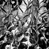Abstract, alternative, Black & white, minimalistic, geometry, form, line, chiaroscuro, photography