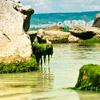 Nature, landscape, sky, clouds, sea, sand, coast, stone, rock, flowers, seasons, photo, image, picture, color, summer